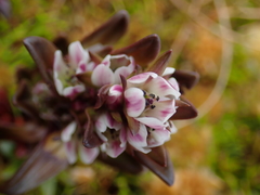 Gentianella antarctica