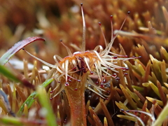 Drosera stenopetala