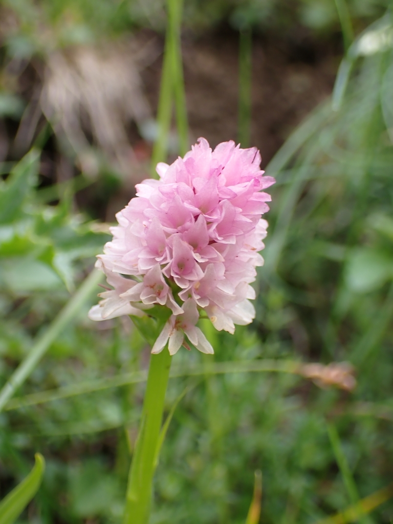 Gymnadenia lithopolitanica