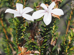 Adenandra gummifera