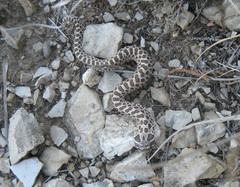 Heterodon nasicus
