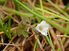 Geranium microphyllum