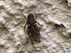 Tetrigoidea