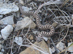 Heterodon nasicus
