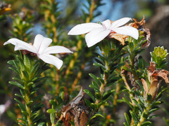 Adenandra gummifera