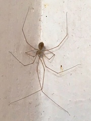 Micropholcus fauroti