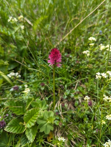 Image of Bicolor Fragrant Orchid (Gymnadenia bicolor) by (c) Elias, some rights reserved (CC BY)