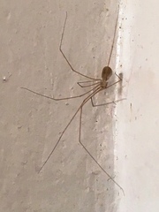 Micropholcus fauroti