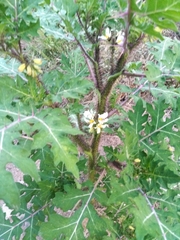 Solanum grayi