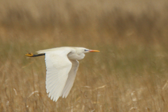 Chinese Egret photo 1