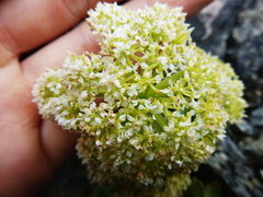 Anisotome pilifera
