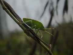 Pentatomini