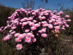 Lampranthus ceriseus