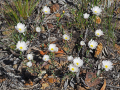 Lampranthus ceriseus