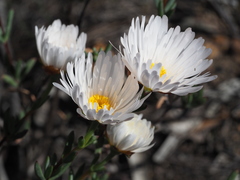 Lampranthus ceriseus