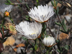 Lampranthus ceriseus