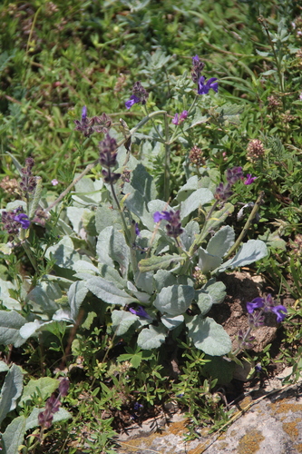 hoary sage