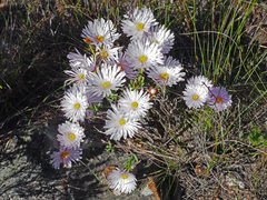 Lampranthus ceriseus