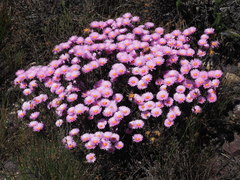 Lampranthus ceriseus