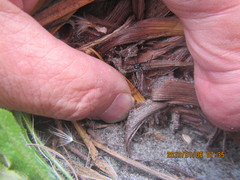 Podalonia tydei suspiciosa