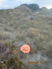 Podalonia tydei suspiciosa