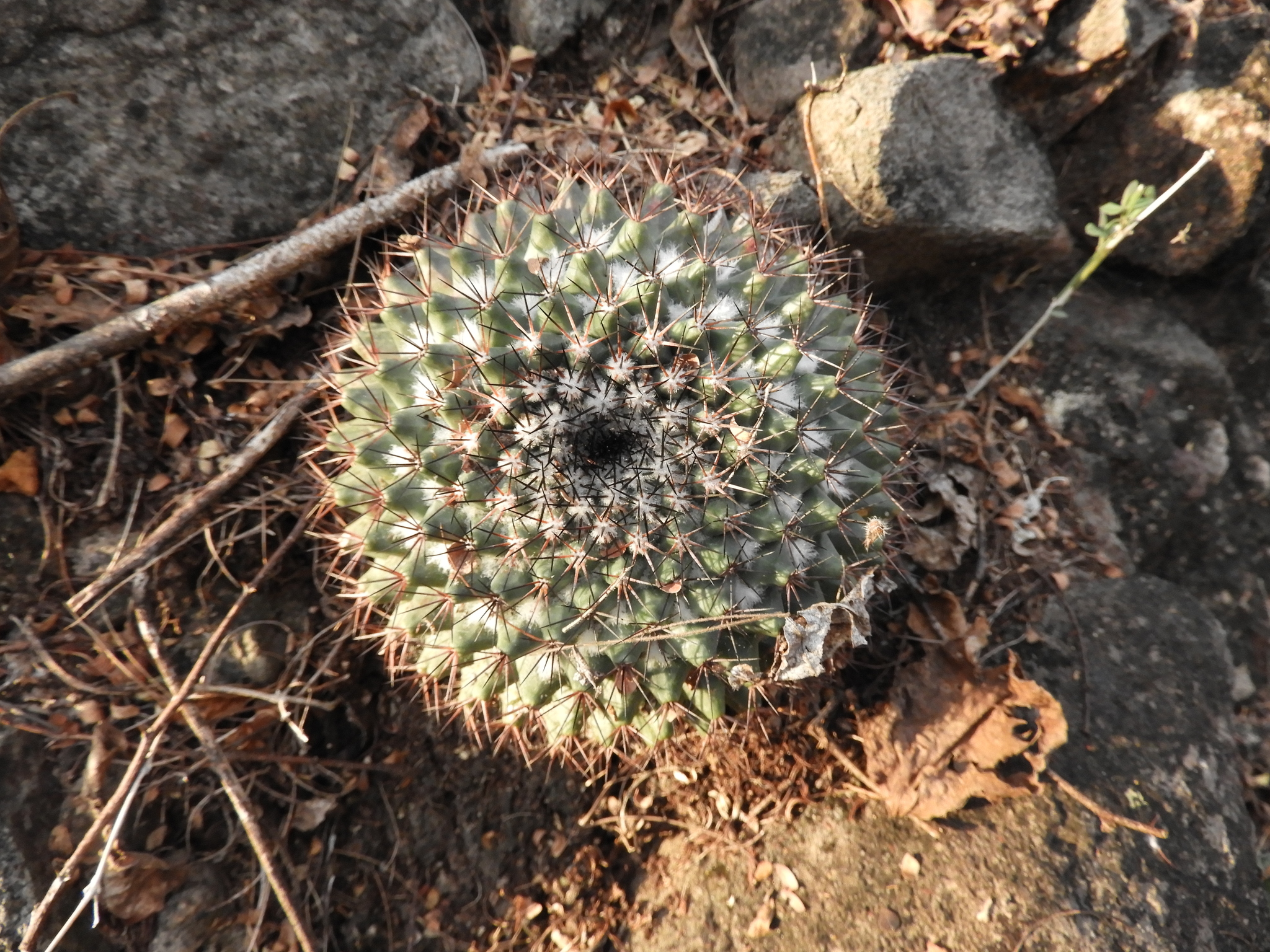 Mammillaria bocensis  iNaturalist