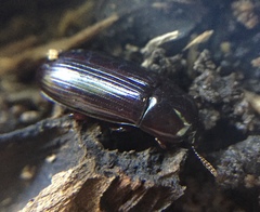 Uloma tenebrionoides