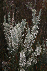 Erica leucodesmia
