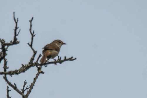 Manchurian Bush Warbler (Horornis canturians), photo 9