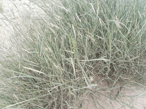 desert grass