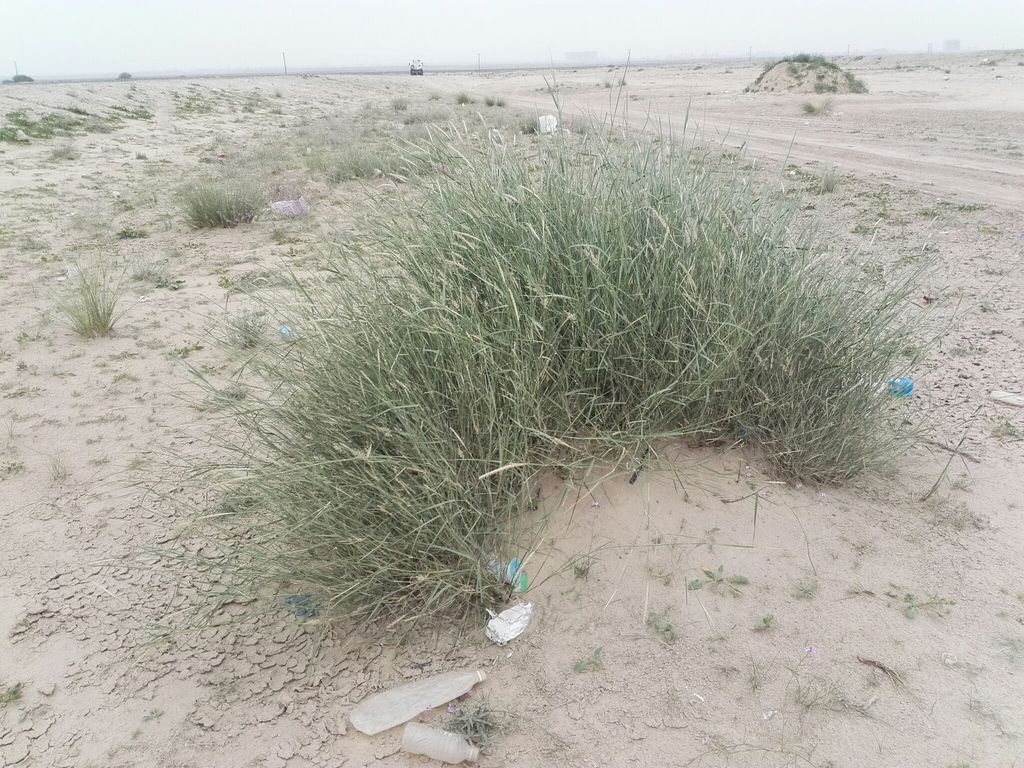 desert grass