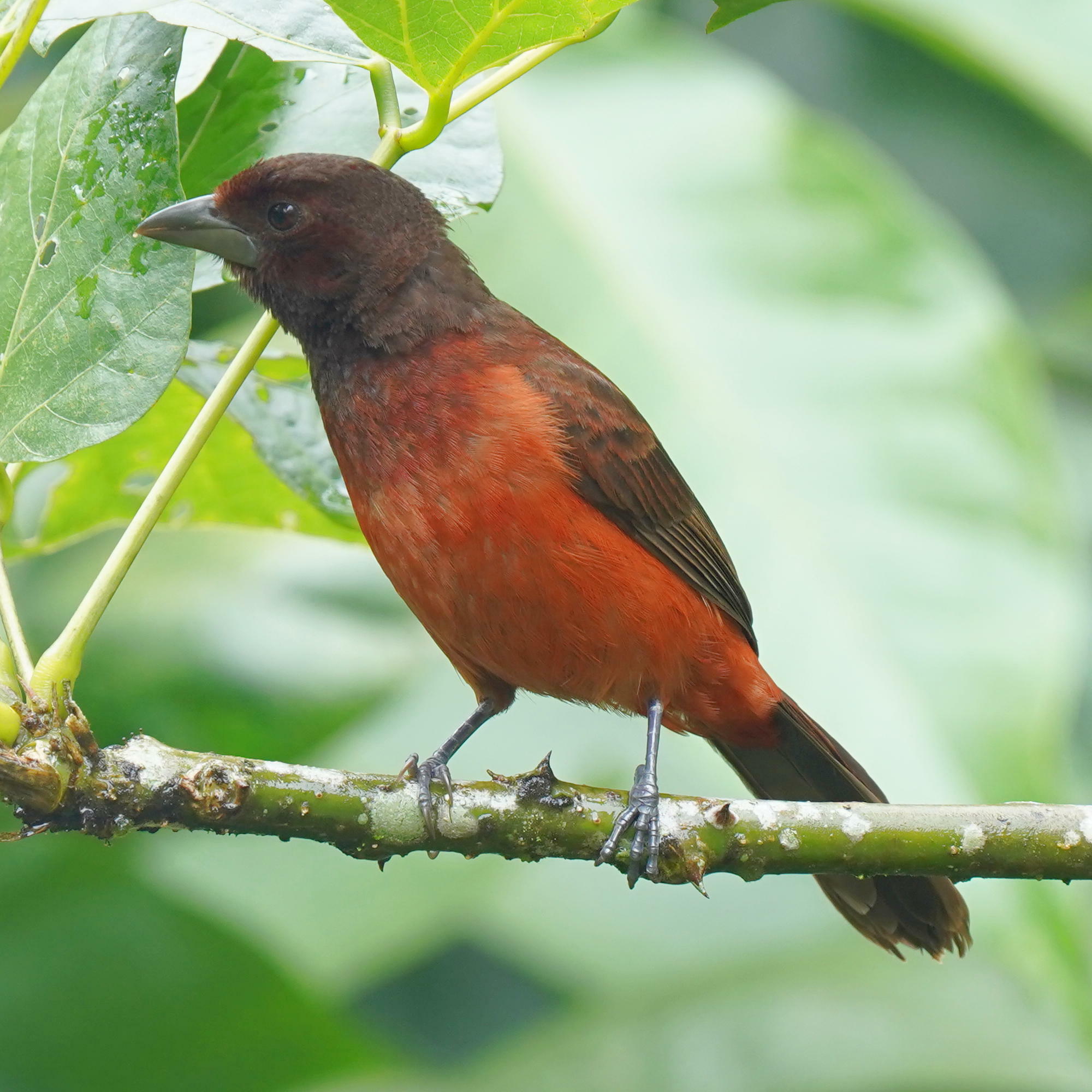 Crimson-backed Tanager illustration