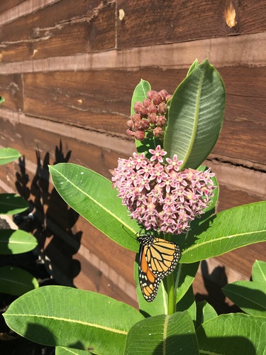 Monarch photographed in West Virginia
