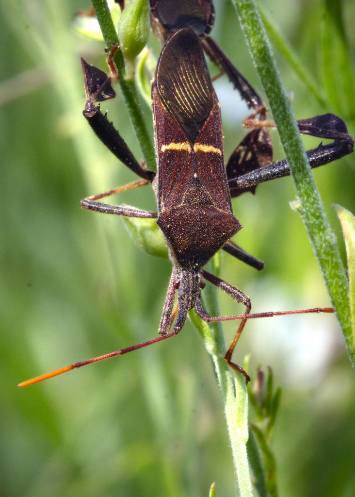 Eastern Leaf-footed Bug from Shadow Creek Ranch, Pearland, TX, USA on ...