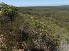 Adenandra gummifera