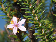Adenandra gummifera