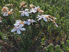 Adenandra gummifera
