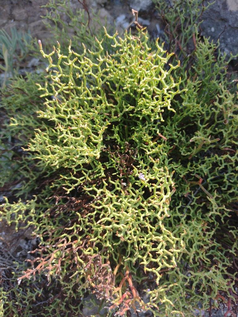 Limonium contortirameum