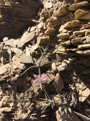 Zygophyllum indicum