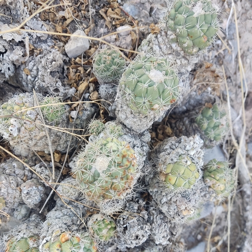 Coryphantha durangensis