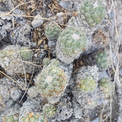 Coryphantha durangensis
