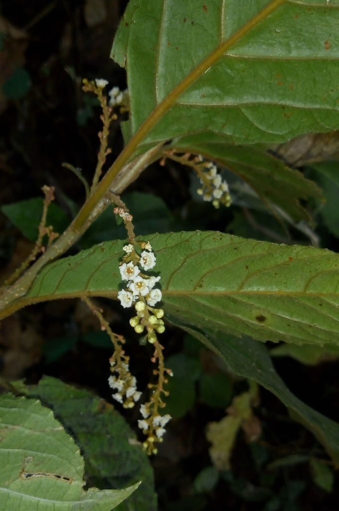 Maesa indica