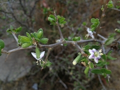 Lycium