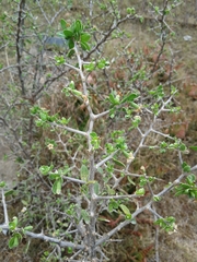Lycium