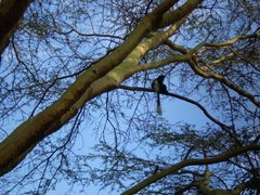Colobus guereza matschiei
