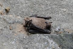 Rousettus leschenaultii