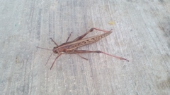 Schistocerca piceifrons