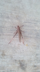 Schistocerca piceifrons