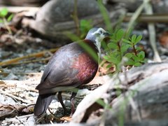 Alopecoenas erythropterus