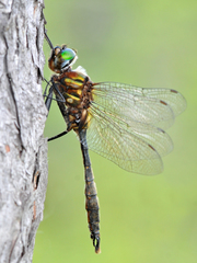 Somatochlora walshii